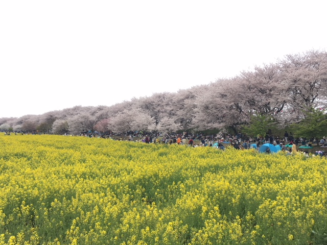 お花見をしてきました