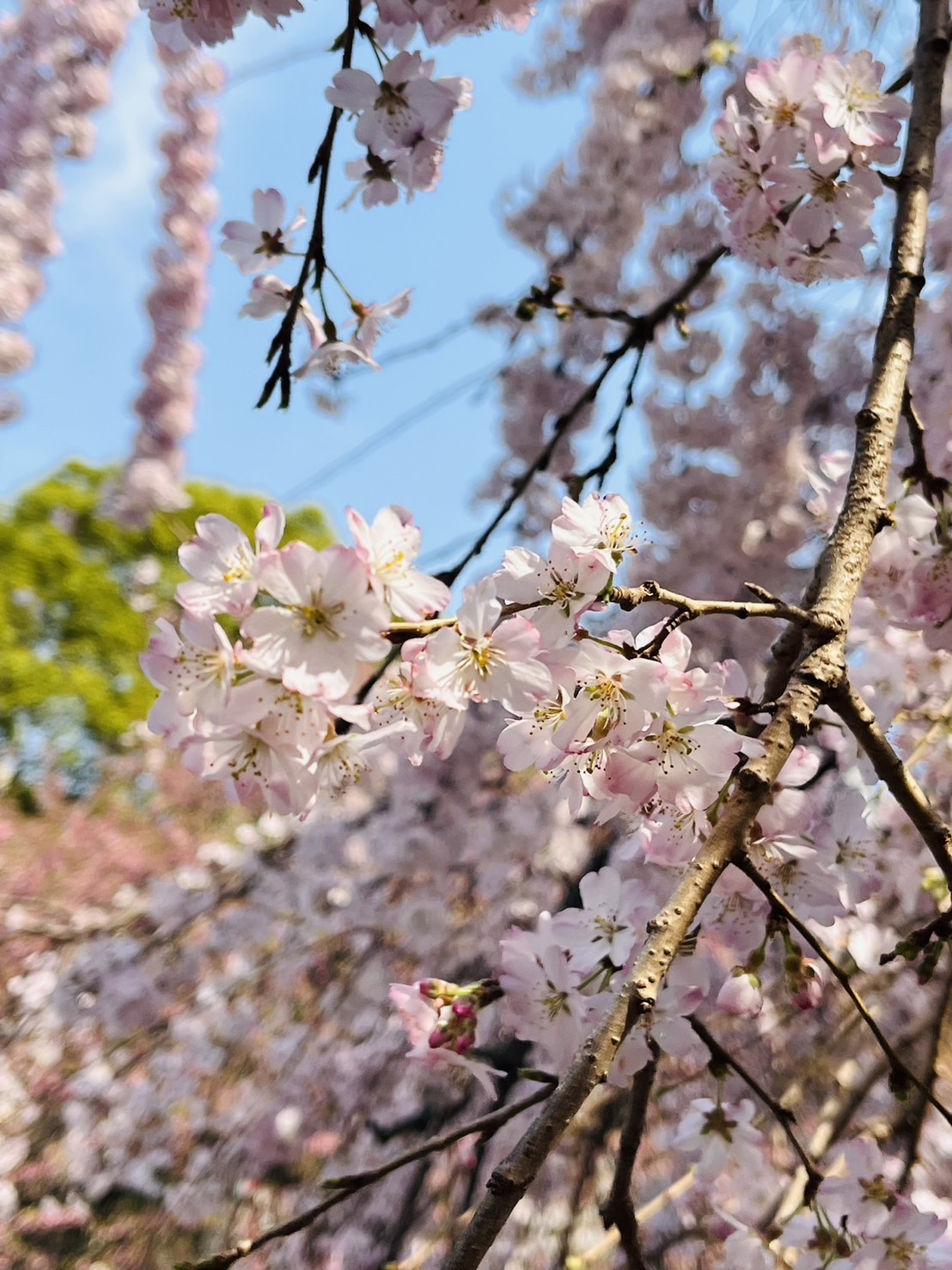 桜の季節🌸
